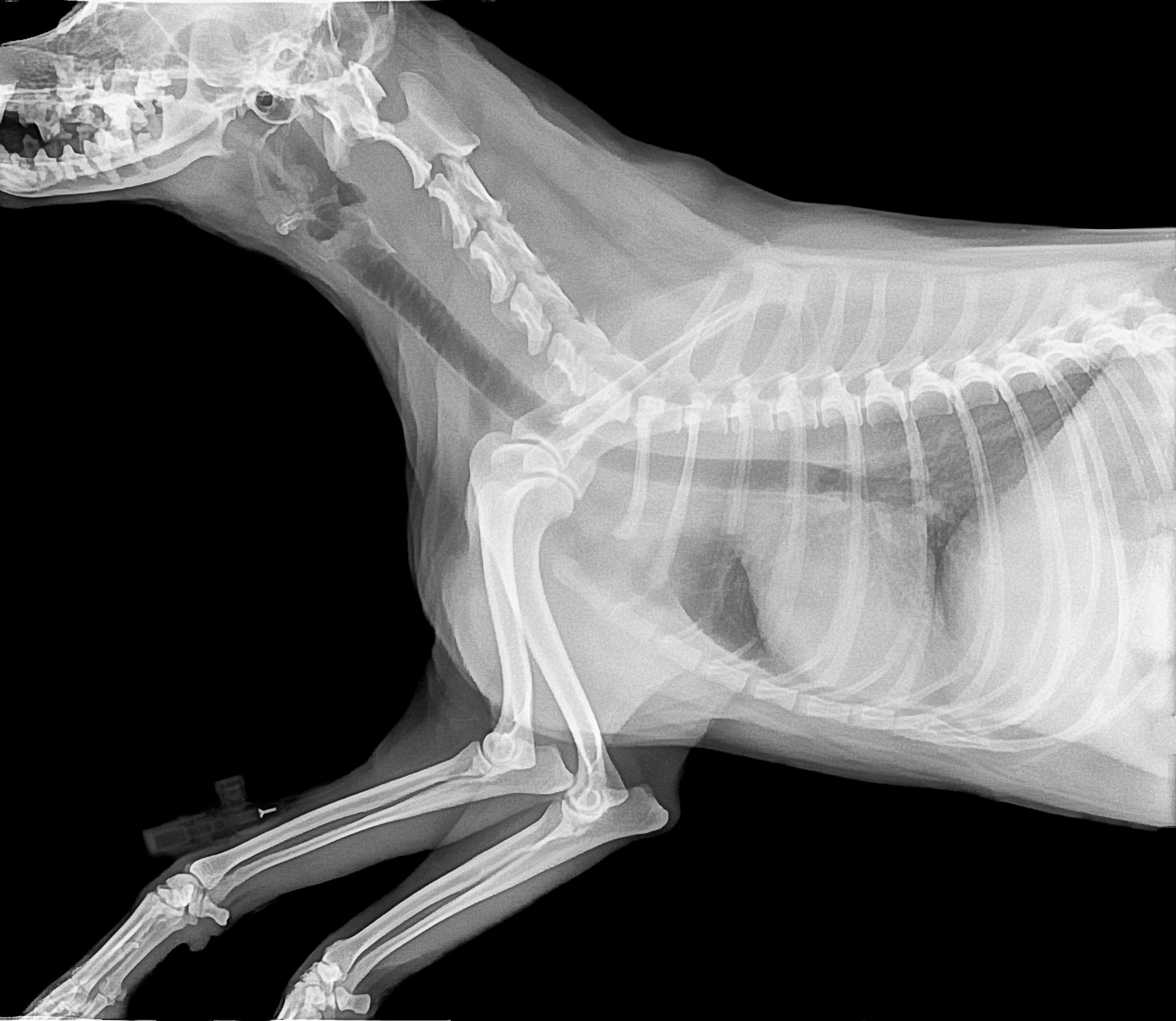 puppy-anatomy-101-how-many-bones-do-dogs-have-in-their-body-fabdogz